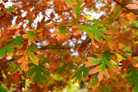 Image result for white oak leaf