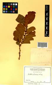 Image result for Bridelia scleroneura