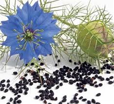 Биолог сергей нетесов оценил эффективность чернушки посевной для лечения коронавируса. 3tpnv0ta Zsvom