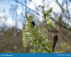 Image result for Bystiscus betulae grapevine