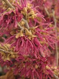 Hamamelis Vernalis Amethyst Zaubernuss Amethyst Garten Schluter Winterpflanzen Blumen