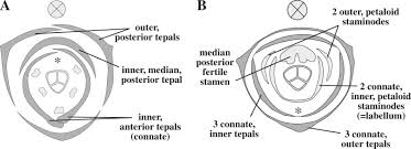 Image result for Strelitziaceae