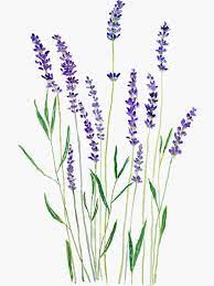 Pegatina Lavanda Purpura De Colorandcolor Lavender Paint Flower Drawing Lavendar Painting