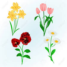 Fruhlingsblumen Narzissen Stiefmutterchen Tulpen Und Ganseblumchen Vintage Hand Zeichnen Vektor Botanische Illustration Fur Design Lizenzfrei Nutzbare Vektorgrafiken Clip Arts Illustrationen Image 79318059