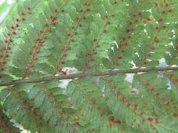 Image result for Cyathea capensis