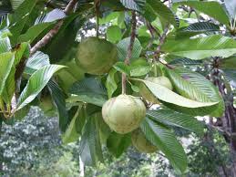 Image result for Dillenia indica