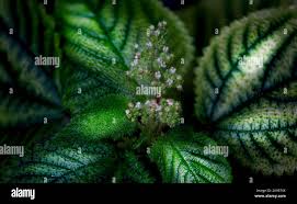 Image result for Pilea angolensis