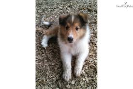 All of our puppies come up to date on all vaccines and deworming's with a veterinary examination prior to going home. Collie Puppy For Sale Near Nashville Tennessee 5502f14c Abc1 Dog Adoption Collies For Sale Collie Puppy