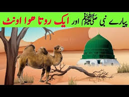 The prophet muhammad was walking in one of the gardens. Rone Wala Oont Aur Nabi Pak Prophet Muhammad And Crying Camel Prophet Story Quranic Story Youtube