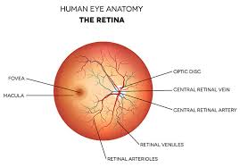 Retina Diseases Milwaukee Macular Degeneration Mequon