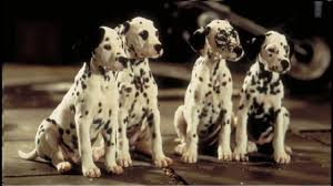 The film fails to succeed in capturing the essence of the classic disney animated the film is a good attempt, but ultimately it fails, and is one of the worst live action disney films that i've seen. 101 Dalmatians Review Movies4kids