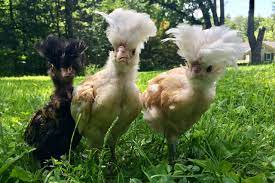 Check spelling or type a new query. Now Coming To A Backyard Near You Weird Chickens Wsj