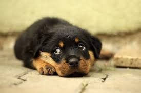 Rottweiler dünyanın en eski ırklarından biri. Rottweiler Rasseportrait Wesen Charakter Zuchter