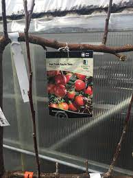 Hat Trick Espalier Apple Tree Three Varieties Honeycrisp Zestar And Sweet 16 Grows 14 16 Apple Tree Apple Fruit