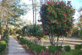 Maybe you would like to learn more about one of these? Camellias Bloom At Lacombe Site For Open House Travel Theadvocate Com