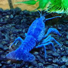 Blue Crayfish Procambarus Alleni A Step By Step Care Guide 2021