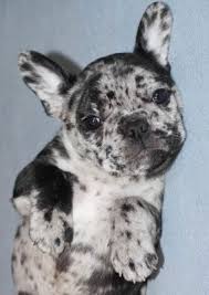 French bulldog puppies oregon washington. Magnum French Bulldogs Magnum French Bulldogs