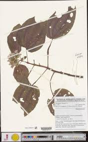 Image result for Melastomastrum segregatum