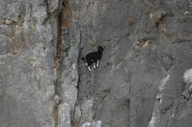 Leave the construction site and go behind some houses towards the railroad tracks. 17 Pictures Of Mountain Goats That Prove Gravity Doesn T Exist For Them
