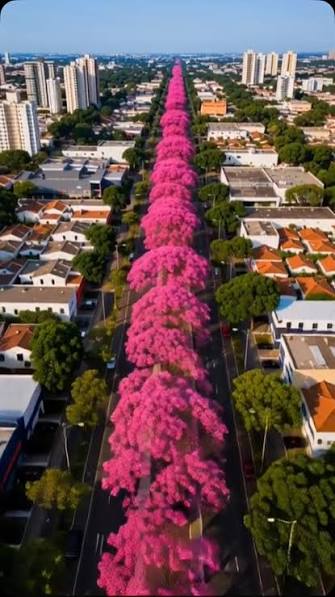 Hoje voei por Brasília para registrar esses lindos ipês floridos em alguns  pontos conhecidos da Capital 📸🌺 Vou publicar nesse formato quadrado  também, pois a última publicação foi pouco entregue pelo Instagram