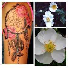 May 10, 2019 · collection of cherokee rose drawing download more than 30. Pin By Jorja Long On Tattoo Cherokee Tattoos Cherokee Rose Tattoo Native Tattoos