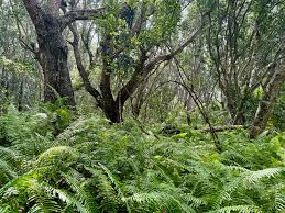 Image result for Nesogordonia holtzii