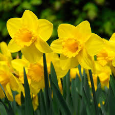 Large Cupped Daffodil Bulbs Narcissus Carlton March And April H 45 Cm Daffodil Bulbs Daffodils Easy To Grow Bulbs