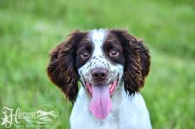 Minnesota english springer spaniel breeders & kennels | minnesota english springer spaniels for sale. Dogs Harvest Hunters English Springer Spaniels