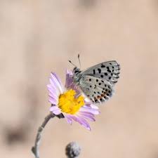 Image result for Nelsonia smithii