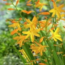 Yellow Crocosmia Varieties Google Search Crocosmia High Country Gardens Bulb Flowers