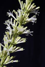 Image result for Sansevieria dooneri