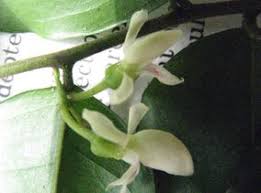 Image result for Carpolobia