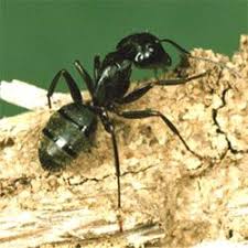 Domyown.com has been visited by 10k+ users in the past month Living Organism Care Guide Ants Carolina Com