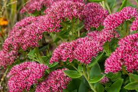 Image result for Sedum ruwenzoriense