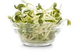 Kiełki słonecznika