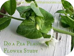 Gregor Mendel The Friar Who Grew Peas Gregor Mendel Genetics Activities Growing