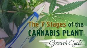 The 7 Stages Of The Marijuana Plant Growth Cycle