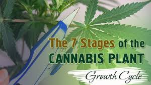 the 7 stages of the marijuana plant growth cycle