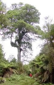 Image result for Podocarpaceae