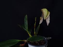Image result for Bulbophyllum X chikukwa