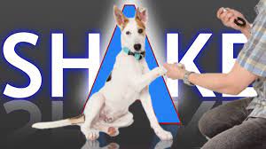 The pet is planted in front of them and is shown the favorite dish clamped in a fist. 3 Ways To Teach Your Dog How To Shake Youtube