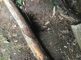 Maybe you would like to learn more about one of these? What Animal Keeps Digging A Hole In My Garden Bbc Gardeners World Magazine