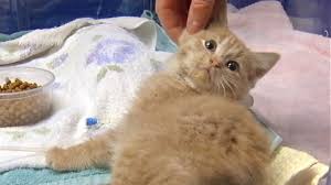 Meet Elsa The Kitten Who Survived Being Frozen Abc News