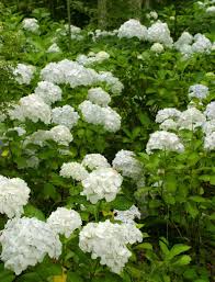 Let's face it, we all love flowers and to see blooming flowers in every direction we look, is blissful. Common Flowering Shrubs For Zone 9 Picking Shrubs That Bloom In Zone 9