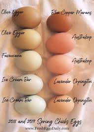 which chicken breeds lay which color eggs heres a handy