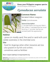 Image result for Cymodoceaceae