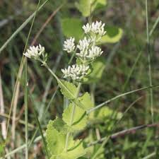 Image result for Lythrum rotundifolium
