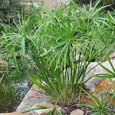 Image result for Cyperus tomaiophyllus