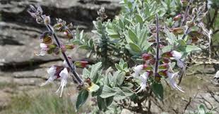 Image result for Syncolostemon linearis