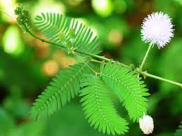 Mimosa Is A Lovely But Invasive Tree With Many Problems Mimosa Plant Plants Sensitive Plant